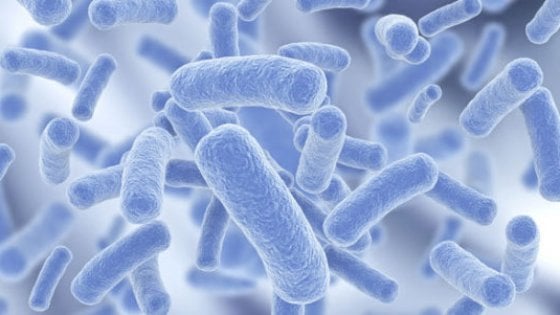 Legionella, allarme in Lombardia. Il batterio si annida in acqua e aria condizionata