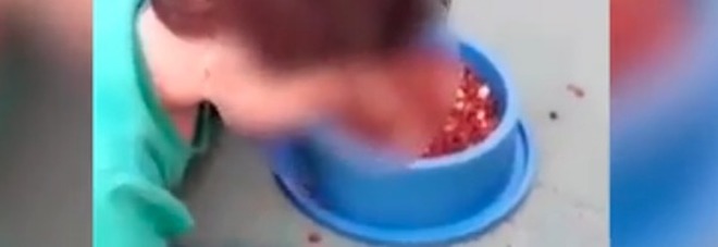 Bimbo di due anni costretto dalla mamma a mangiare il cibo del cane nella ciotola Video choc
