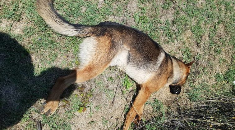 kaos-cane-avvelenato-morto