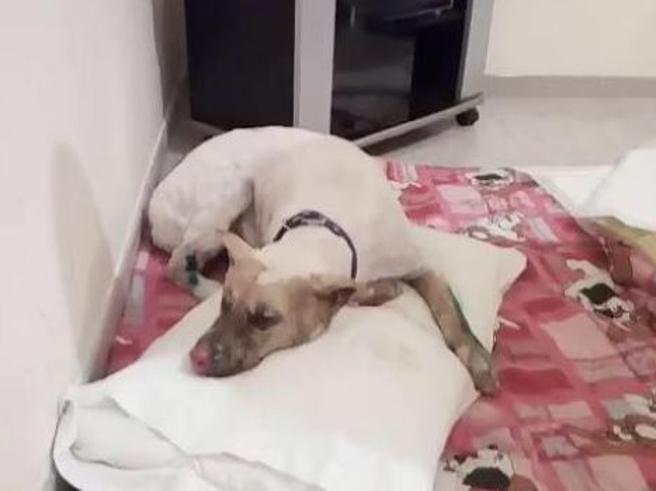 jako-cane-bruciato-vivo-iene