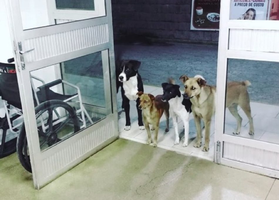 cani-ospedale-senzatetto-clochard-brasile