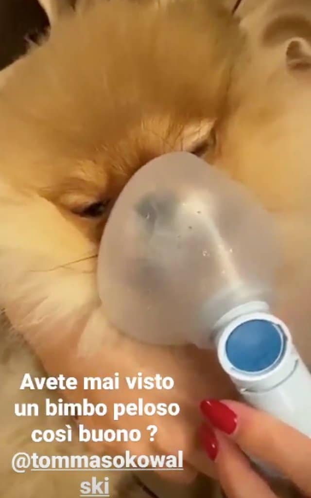 lultima follia di giulia de lellis linfluencer fa laerosol al suo canetommaso kowalski 5eebe0f0dba07