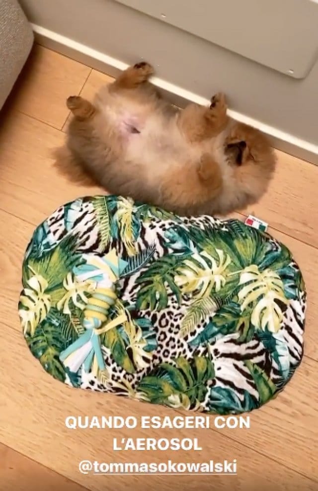 lultima follia di giulia de lellis linfluencer fa laerosol al suo canetommaso kowalski 5eebe0f15e8b3